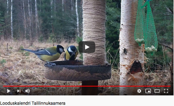 Kuvakaappaus lintukameran youtube-sivulta